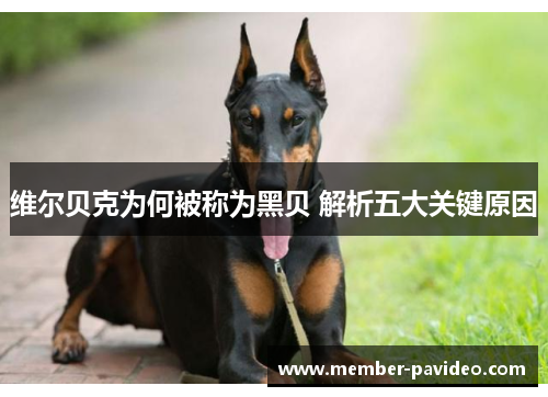 维尔贝克为何被称为黑贝 解析五大关键原因 维尔贝克为何被称为黑贝 解析五大关键原因